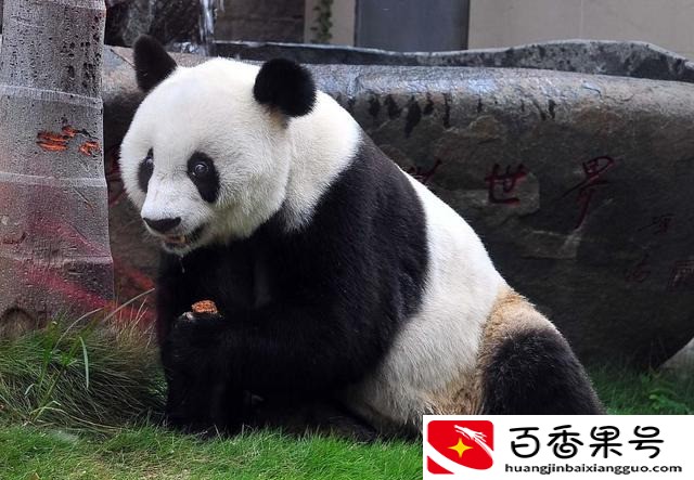 您了解我国的国宝大熊猫有多少世界第一吗？