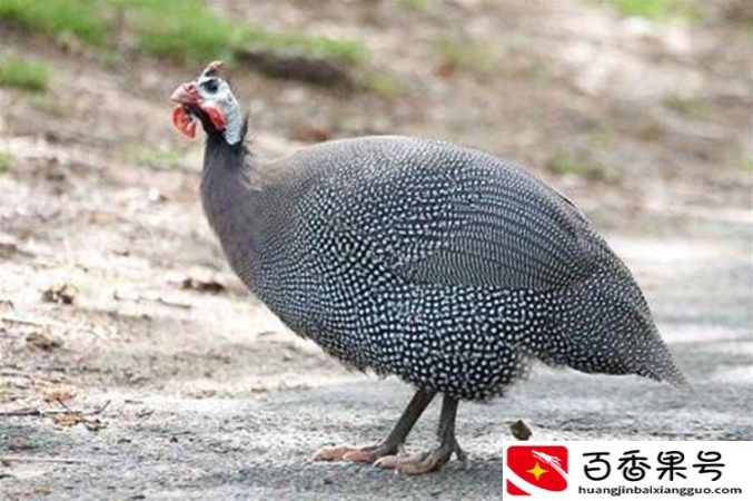 饲养珍珠鸡的方法与技术