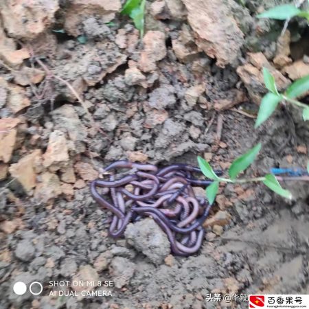 广地龙养殖前景和投资收益如何呢？