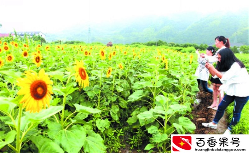 走进农户：如何种植向日葵，才能稳稳地占据瓜子市场？