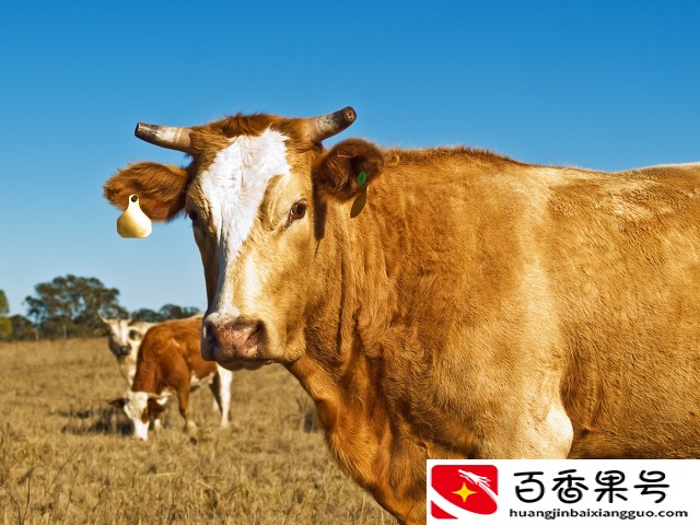 十大暴利养殖大分享，总有一种适合你，赶快来学