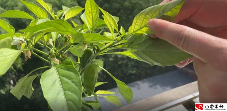 水培蔬菜，能吃吗？有害吗？是福还是祸呢？