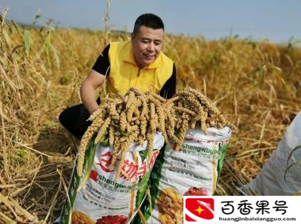 小米的产地哪里最好