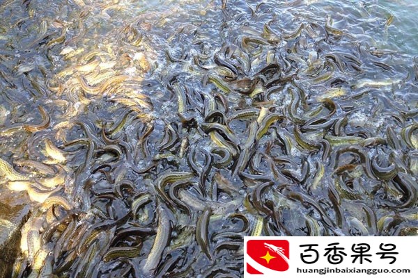 池塘养殖泥鳅需要什么样的水质？水质出现老化该如何解决？