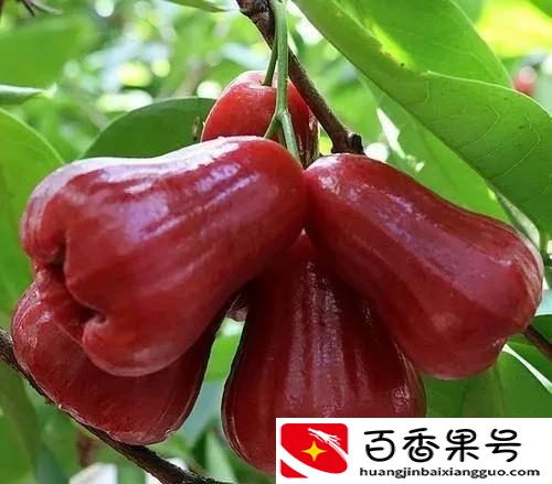 海南的水果特产有哪些？你知道几种？