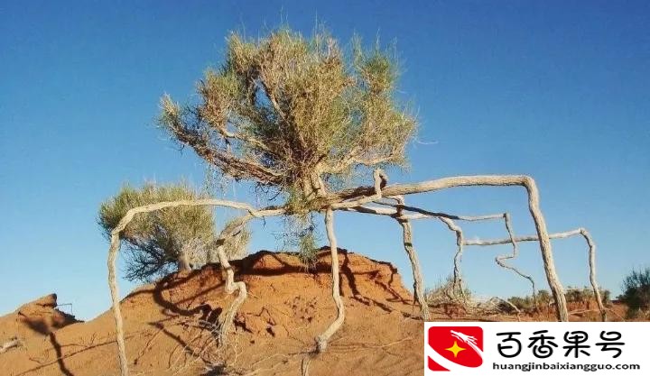 生活在沙漠里的植物