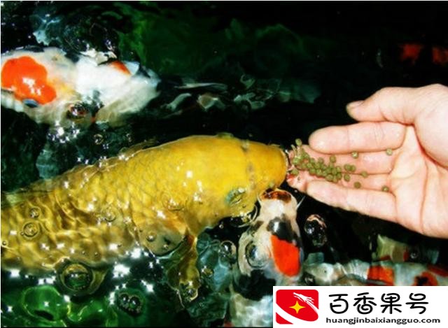 锦鲤多久能认得主人