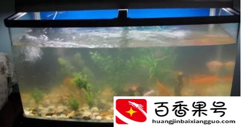 鱼缸水质浑浊怎么处理方法