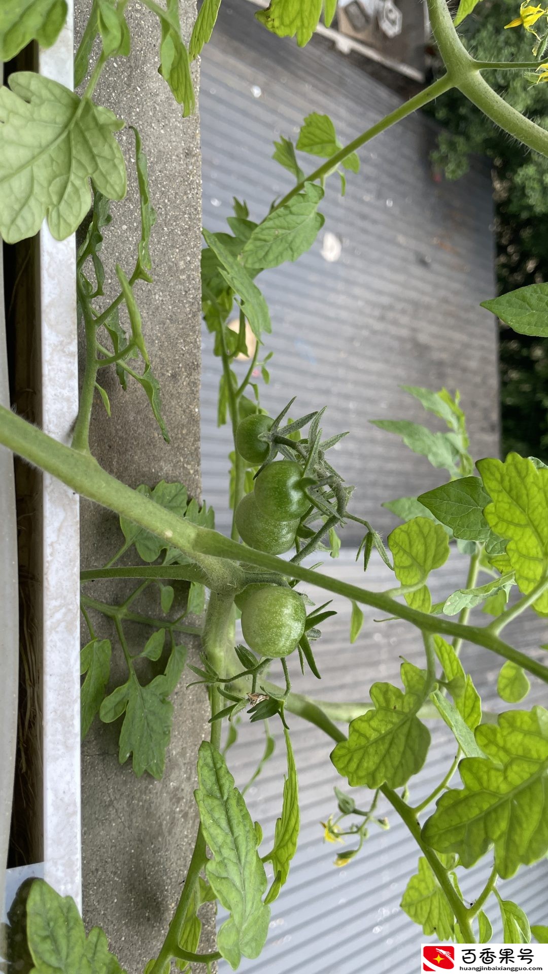 水培蔬菜，能吃吗？有害吗？是福还是祸呢？