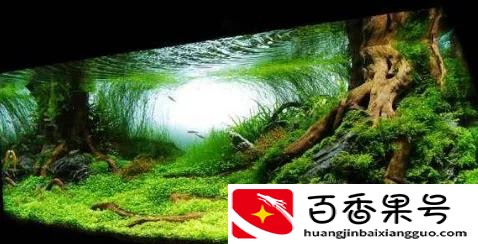 鱼缸水质浑浊怎么处理方法