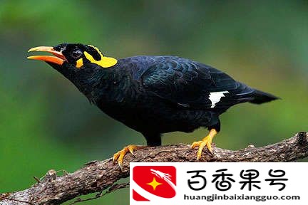 关于鹩哥食料的配方