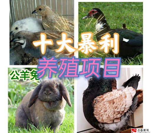 十大暴利养殖大分享，总有一种适合你，赶快来学