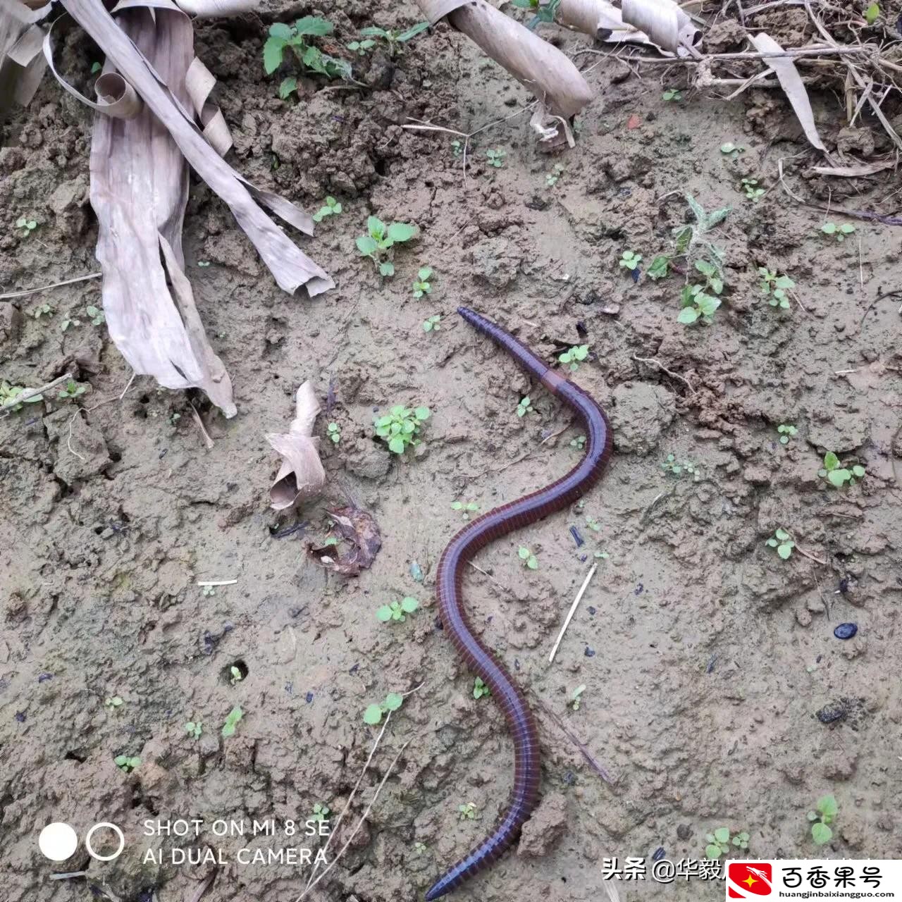 广地龙养殖前景和投资收益如何呢？