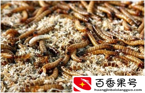 云南耘禾农业：蛋白虫养殖技术和管理办法