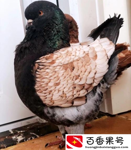 十大暴利养殖大分享，总有一种适合你，赶快来学