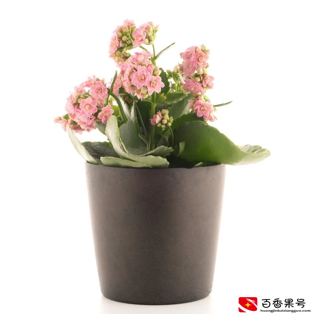 多肉植物怎么养？这么干，保证多肉植物又大又肥