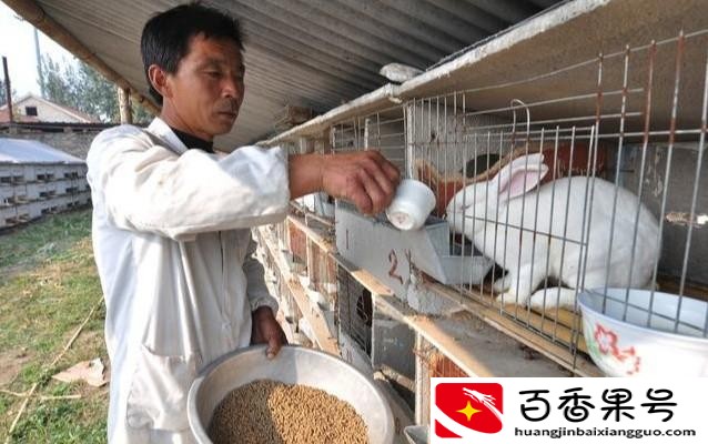 养60只兔子一年利润
