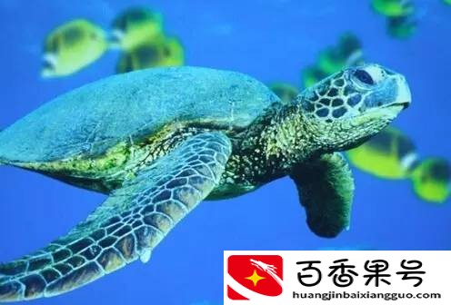 啊呀呀海洋王国 | 海洋中最长寿的爬行动物是谁？
