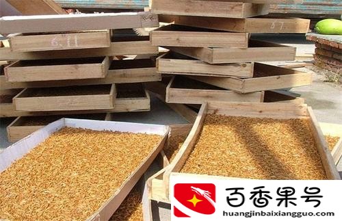 云南耘禾农业：蛋白虫养殖技术和管理办法