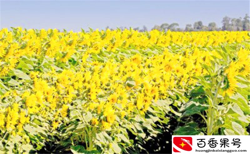 走进农户：如何种植向日葵，才能稳稳地占据瓜子市场？
