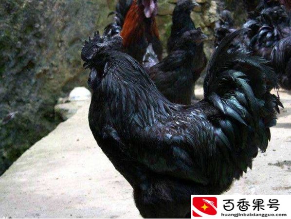 它体重是普通五黑鸡的3倍，120天长到9斤，是肉鸡中唯一的五黑鸡