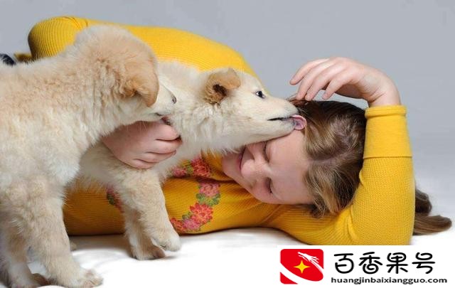 女人养狗的原因