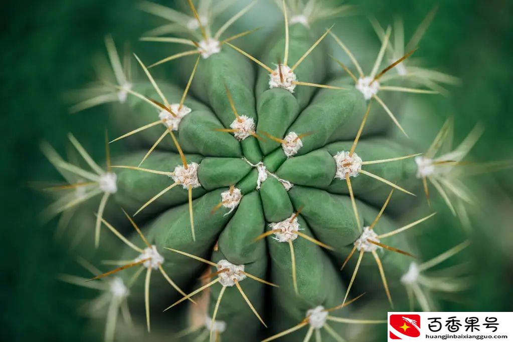 多肉植物怎么养？这么干，保证多肉植物又大又肥