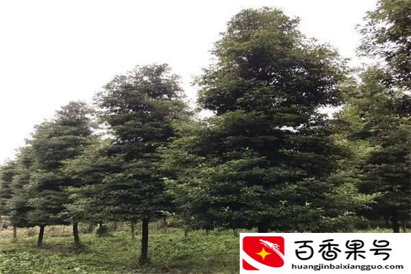 现在种什么树最有前景