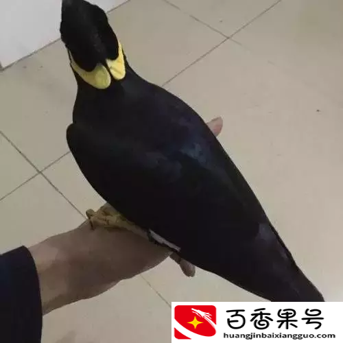 关于鹩哥食料的配方