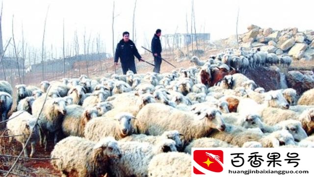 能坚持养羊的都是这样的人