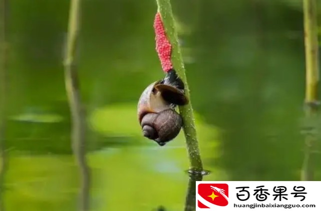广东多地福寿螺泛滥，为什么不能吃？专家：轻则拉肚重则危及生命