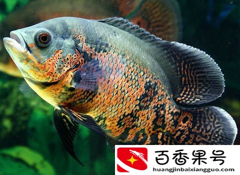 地图鱼并不适合大群密集饲养