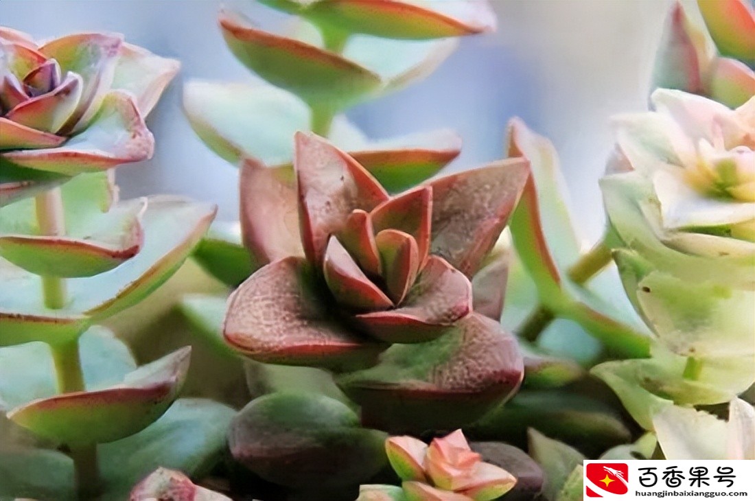 多肉植物怎么养？这么干，保证多肉植物又大又肥