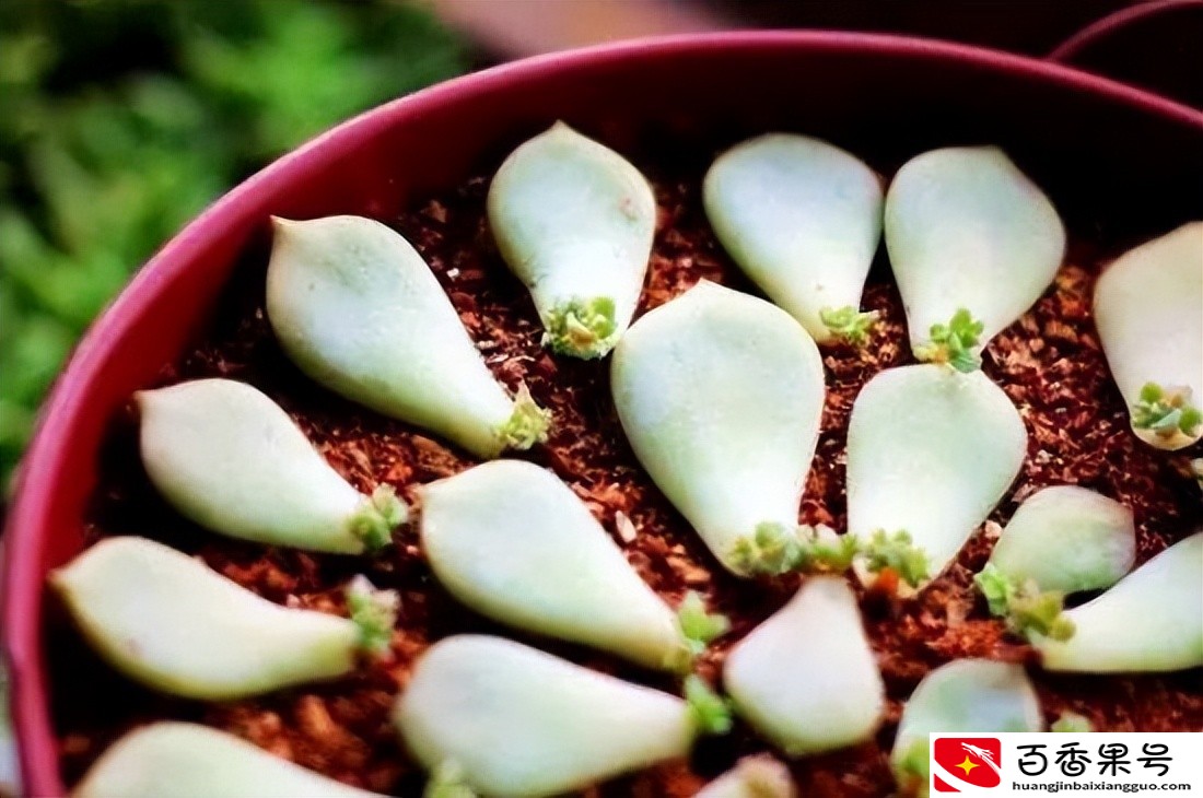 多肉植物怎么养？这么干，保证多肉植物又大又肥
