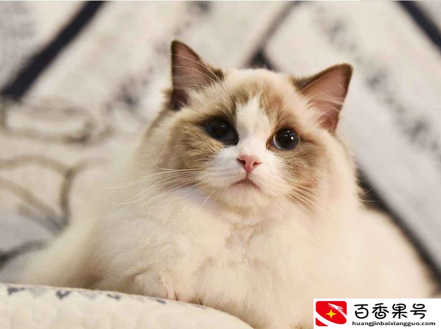 家养的猫咪不吃东西日渐消瘦，找不到原因？看看这些你就知道了