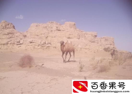 甘肃敦煌大漠湿地现罕见大群野骆驼