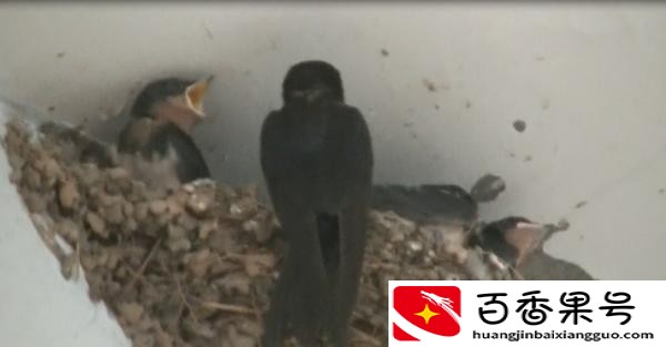 似曾相识燕归来！郑州一汽修店老板为“家燕”留门10年先后孵出百只幼鸟