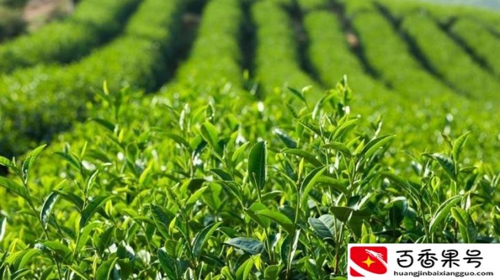 龙井茶的产地在哪里？龙井茶有几种？