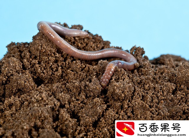 十大暴利养殖大分享，总有一种适合你，赶快来学