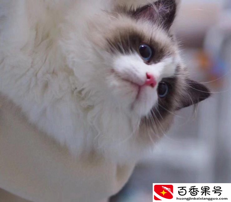 家养的猫咪不吃东西日渐消瘦，找不到原因？看看这些你就知道了
