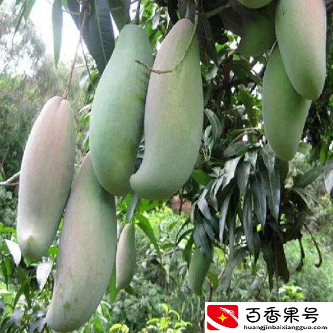 海南的水果特产有哪些？你知道几种？