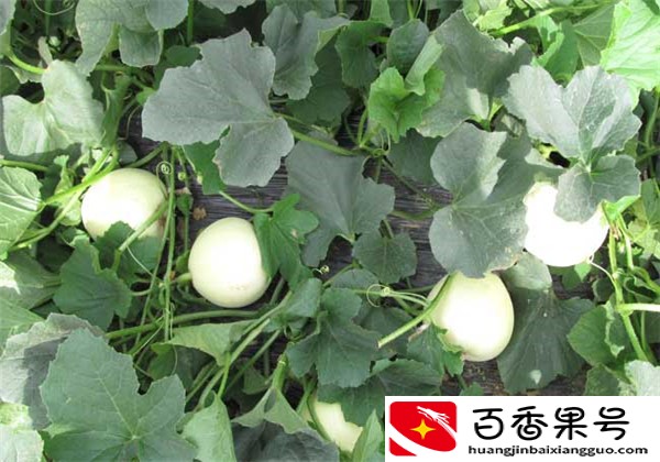 甜瓜的栽培技术，甜度高，甜脆好吃又好看，香味浓，种植户看过来