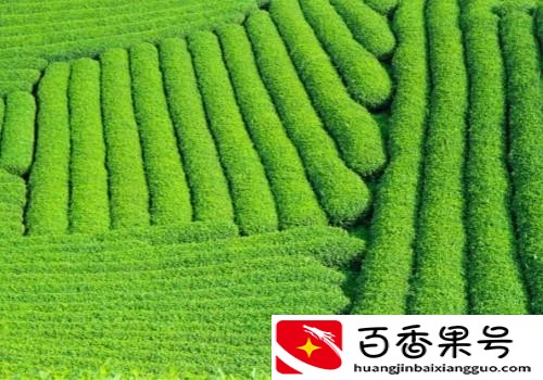 种植什么最赚钱