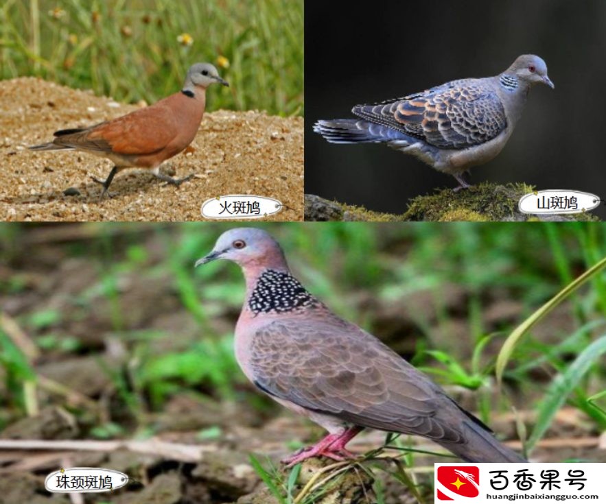 随处可见的斑鸠能不能吃，为何说吃斑鸠危害很大？它不会筑巢？