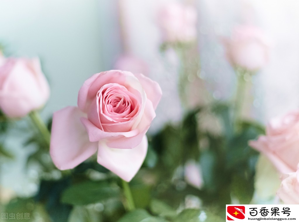 为什么你的玫瑰花两三天就死了？