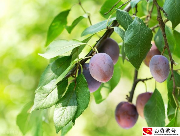 李子有点酸放放会好点吗 没熟的酸李子能吃吗