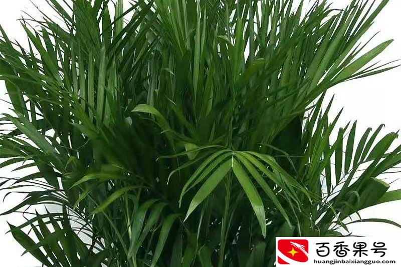 夏威夷竹子的养殖方法和注意事项？