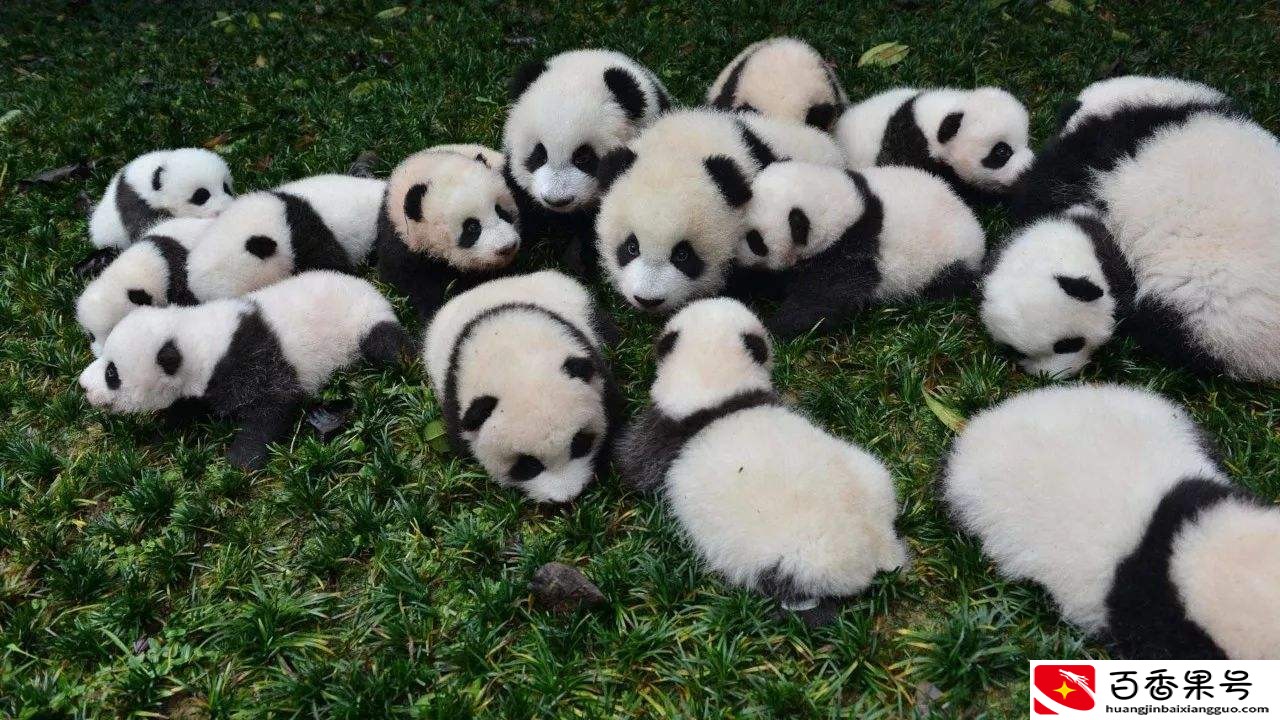 您了解我国的国宝大熊猫有多少世界第一吗？