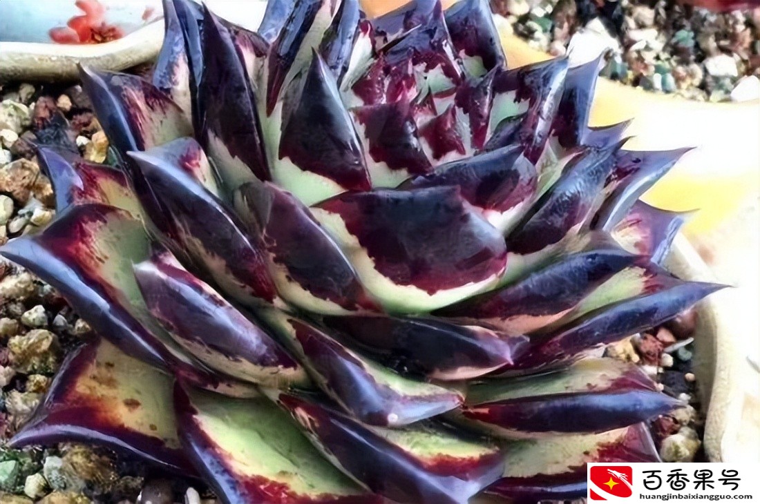 多肉植物怎么养？这么干，保证多肉植物又大又肥