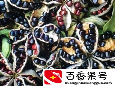 牡丹怎么用播种法养植？